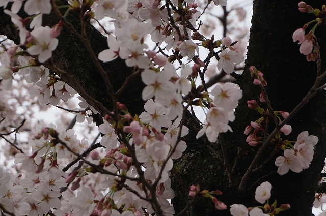 新庄ガードレールそばの桜
