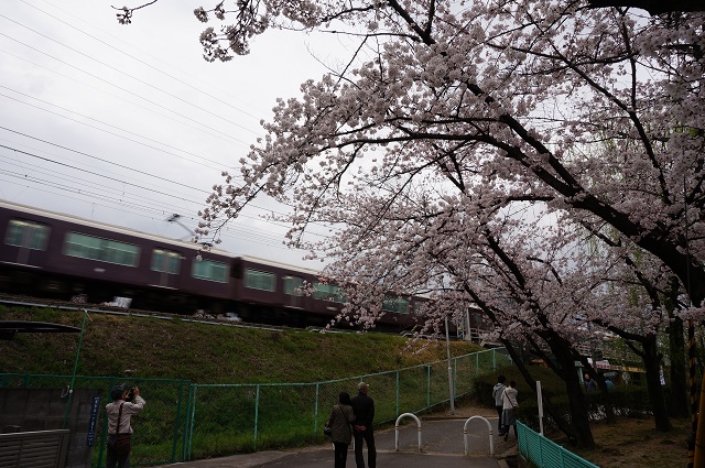 新庄ガードレールそばで桜と電車