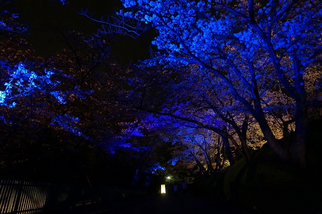 桜のトンネル青