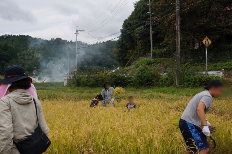 日本酒プロジェクト稲刈りの親子