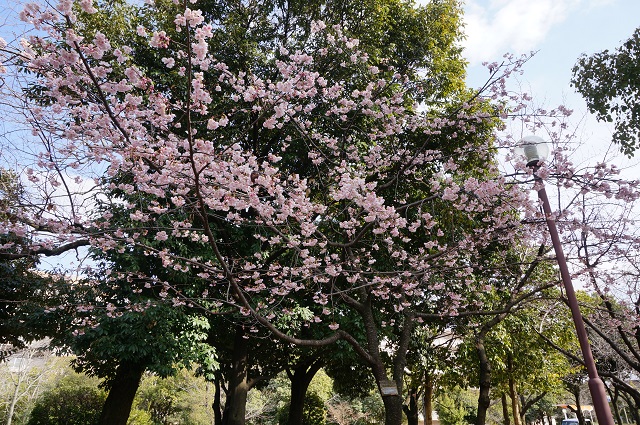 桜通りのカンザクラが咲いてるDSC04955