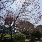 桜通りのさくらが咲き始め