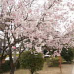 元茨木川緑地のコヒガン開花