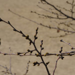 中央公園の桜つぼみ