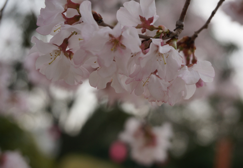 元茨木川緑地のコヒガン開花のアップ