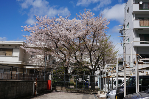 阪急そばの宅地の桜