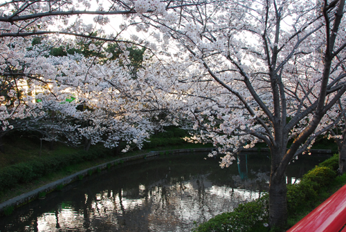 弁天の池にうつる桜
