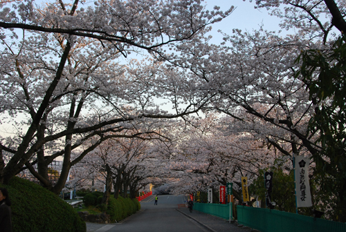 弁天桜のトンネル