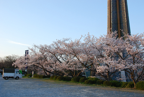 弁天の塔と桜