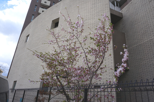 マンションの桜