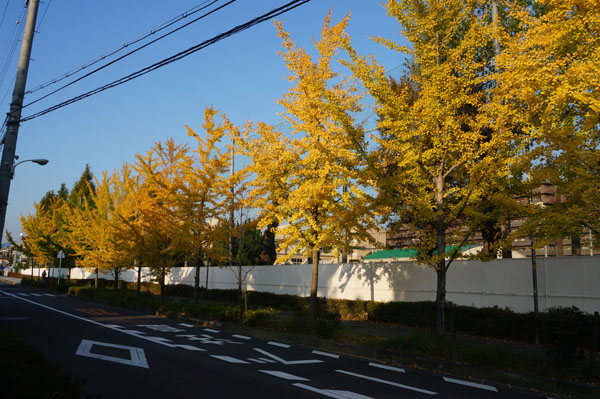 三島中学の横の道