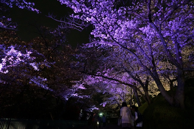 桜のトンネル紫