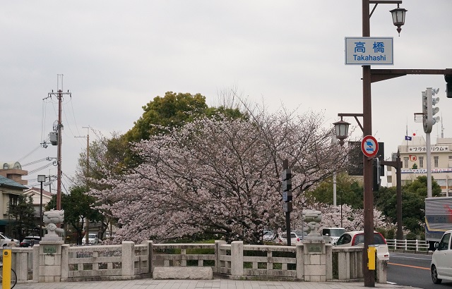 高橋の交差点から南方面の桜