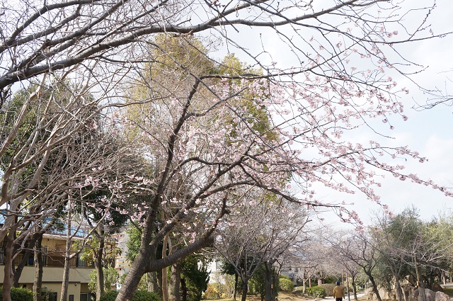桜通りの桜咲き始めDSC04960
