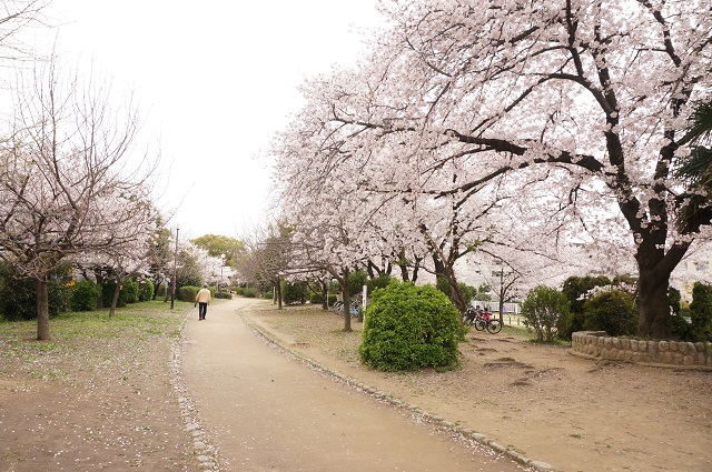 元茨木川緑地の桜の様子2017DSC05306