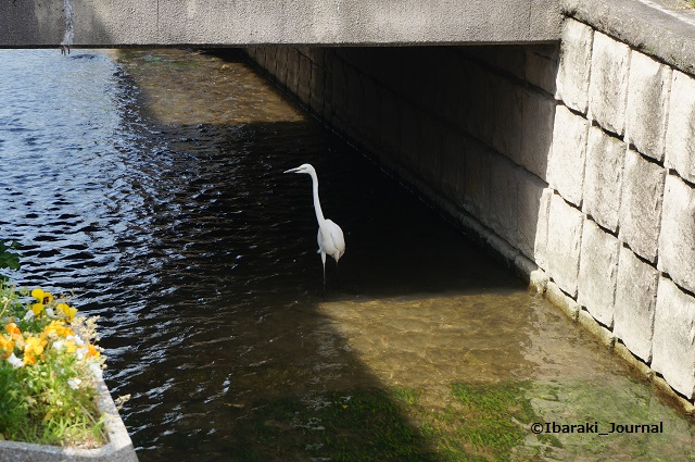 竹橋町車止めのところで水鳥DSC04511