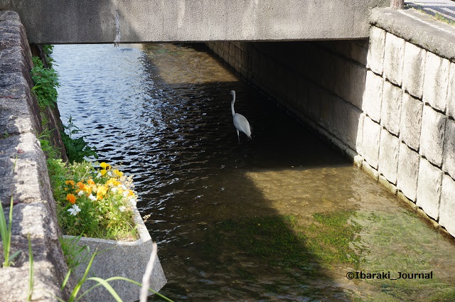 竹橋町車止めのところで水鳥2DSC04513