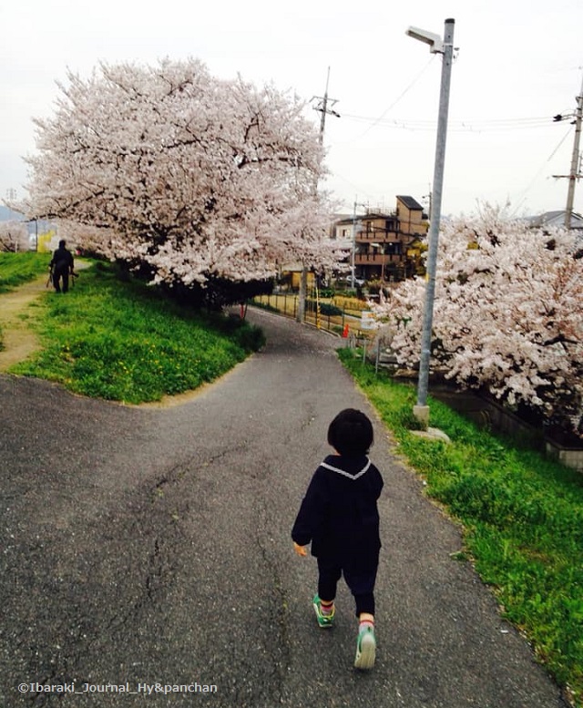 桜の風景hyoue-sann