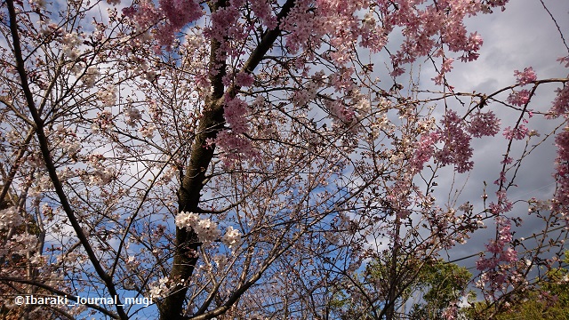 茨木市民さくらまつりの桜