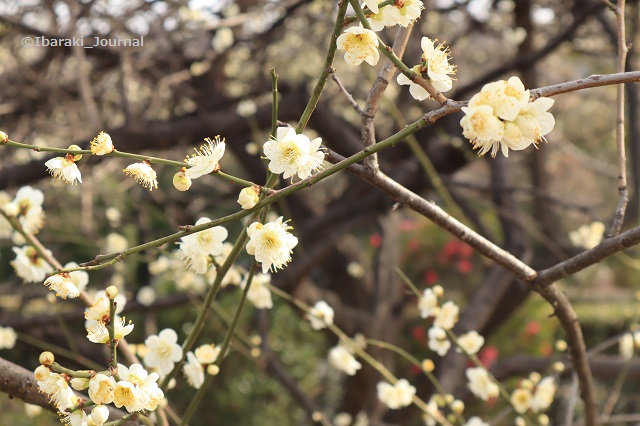 20200207元茨木川緑地梅の花のアップIMG_1825