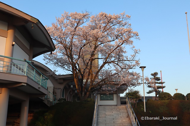 弁天さん参殿そばの桜20200323IMG_2269