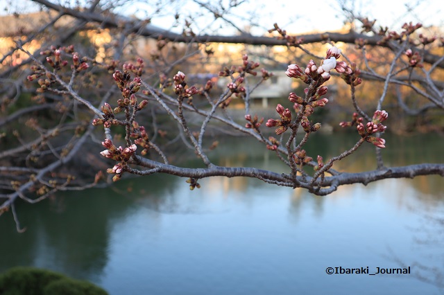 弁天さん池の桜のつぼみ20200323IMG_2252