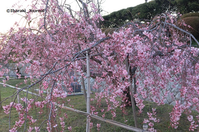 弁天さんしだれ桜1-20200323IMG_2253