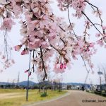 西河原公園桜の花20200330IMG_2987