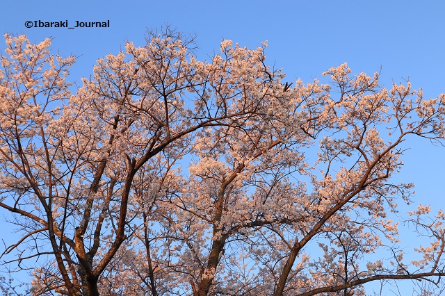 辯天さん 茨木弁天 の夜桜ライトアップ 年は 茨木ジャーナル いばジャル