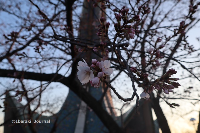 弁天さん塔の近くの桜20200323IMG_2278