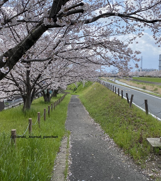 安威川沿い桜IMG_1956