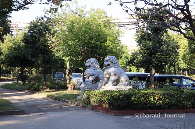 1025沢良宜のライオン１IMG_5926