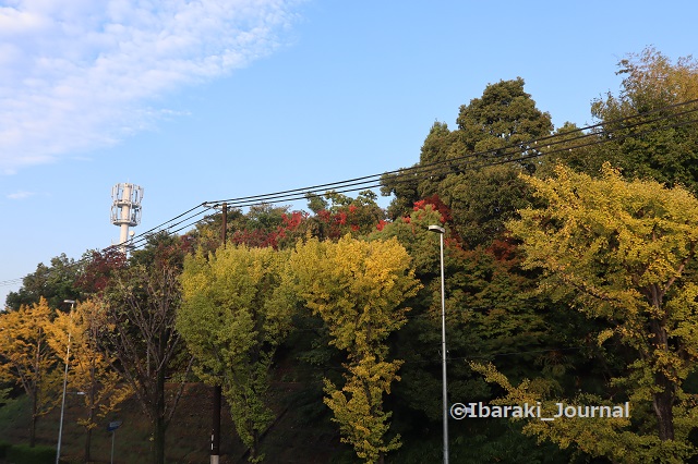 1108エキスポロード沿いの紅葉１IMG_6445