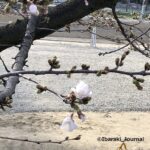 中央公園桜咲きかけIMG_0863