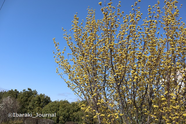 0308安威川沿いの黄色い花の木２IMG_9505