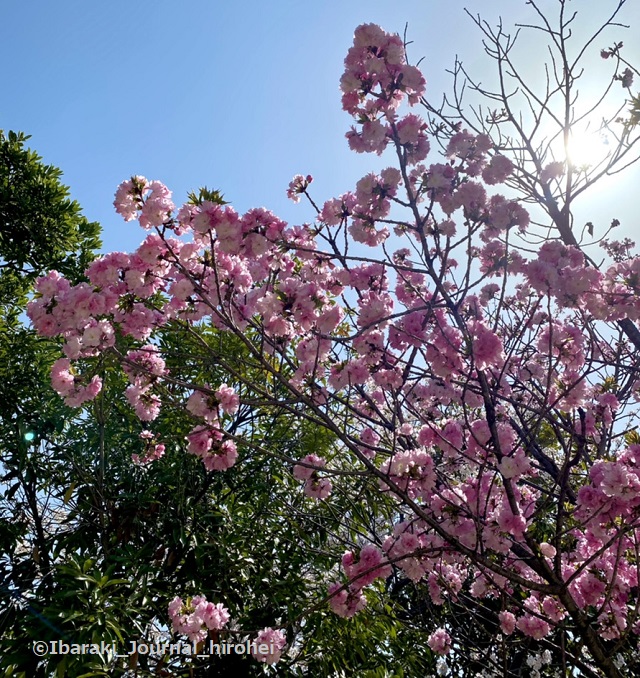 元茨木川緑地の桜IMG_1644
