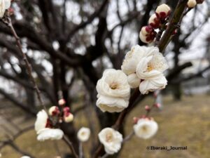 0210元茨木川緑地梅園白い梅20220211022128