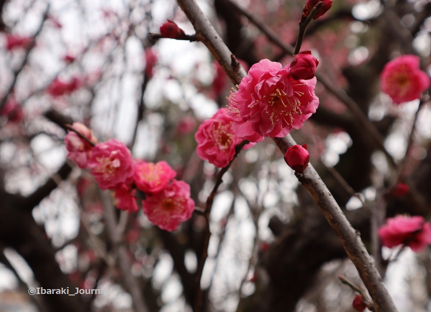 0210元茨木川緑地梅園梅の花のアップIMG_0183