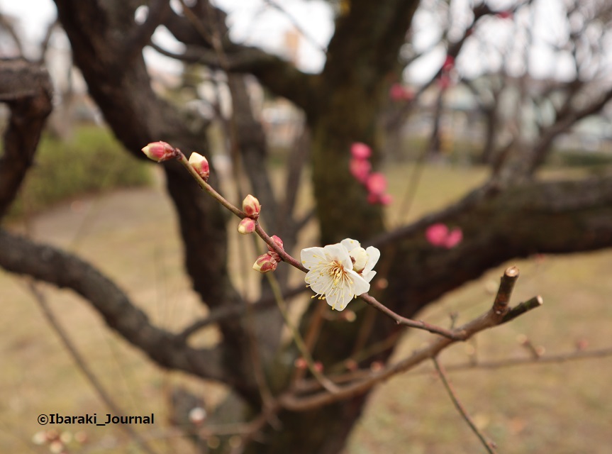 0210元茨木川緑地梅園梅の花のアップ白と紅色IMG_0184