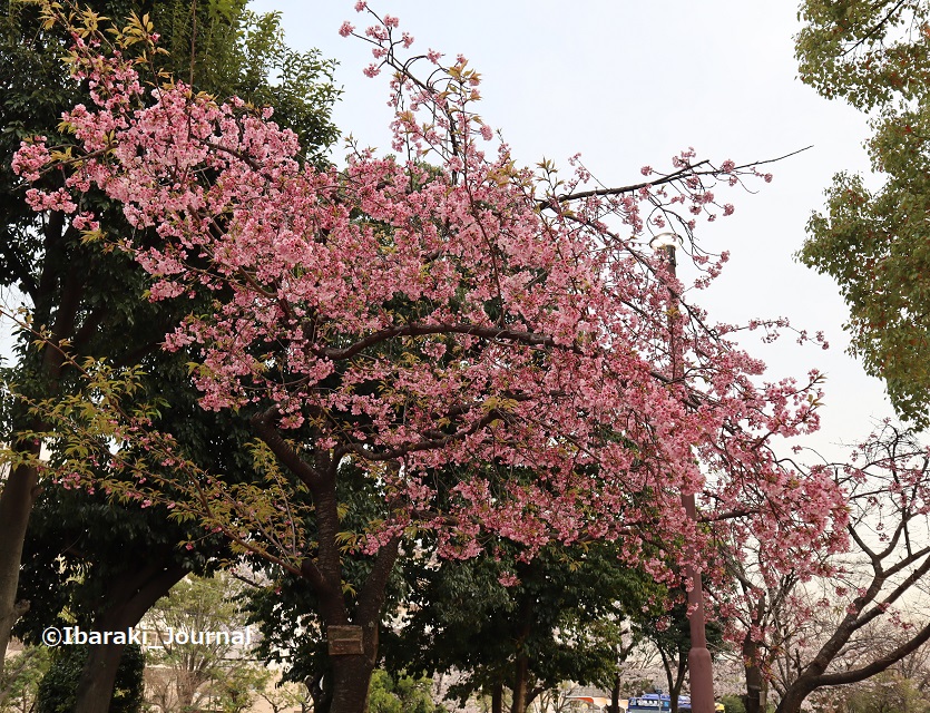 21-0329元茨木川緑地桜通り沢良宜の桜IMG_1597