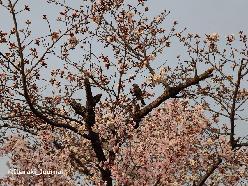 15-0329元茨木川緑地桜通りで桜と鳥IMG_1569