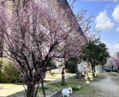 17-0314沢良宜高架沿い公園風景20220314115342