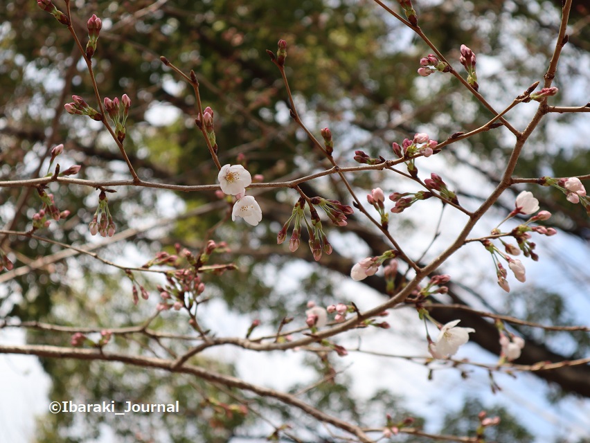 0324さくら通り沿い元茨木川緑地の桜の花IMG_1263