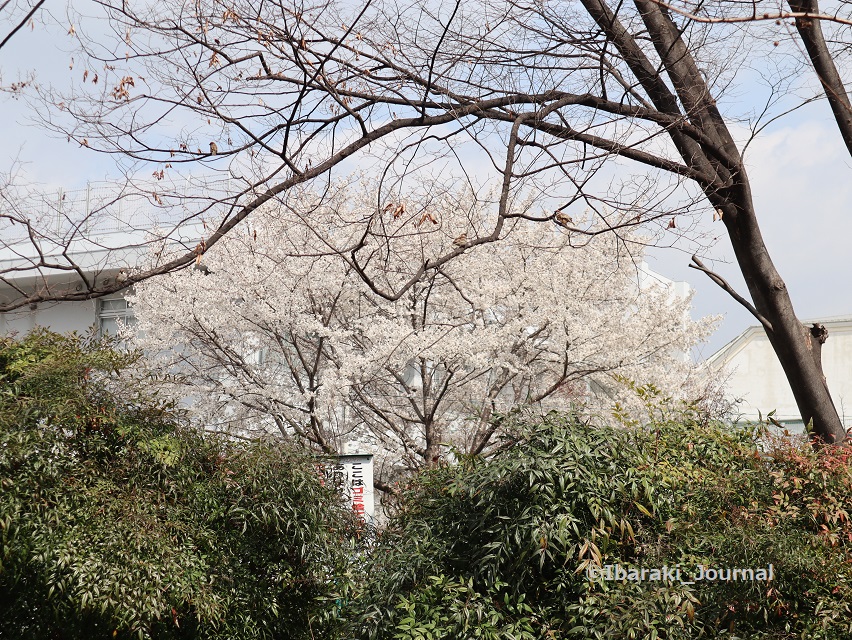 034さくら通り沿い茨木高校の桜IMG_1271