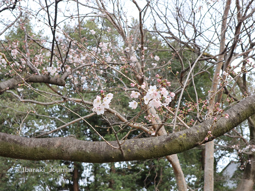 0325元茨木川緑地茨木神社そばの桜IMG_1449