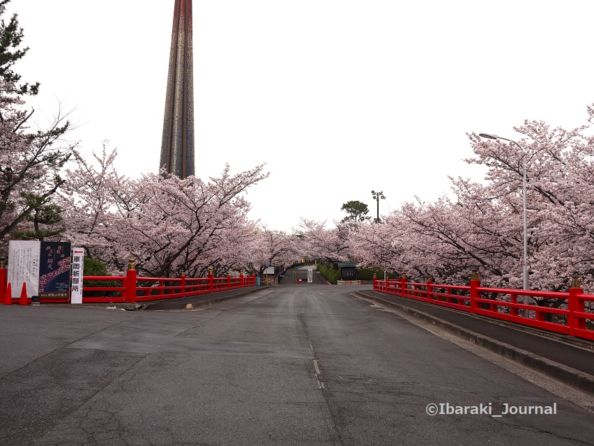 0331-6辨天さん池のところから桜を撮るIMG_1686