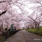 0331-11辨天さん池のうえの桜のトンネルIMG_1701