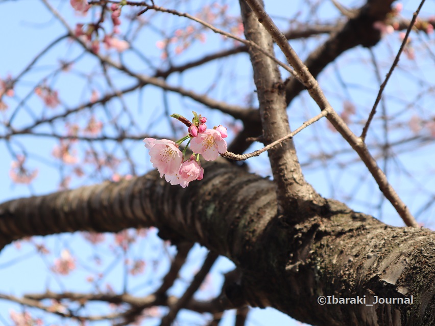 0314元茨木川緑地の桜の花IMG_0886