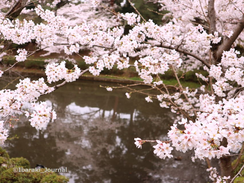 0331-18辨天さん池の桜IMG_1730