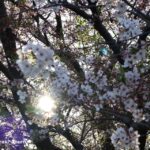 040912元茨木川緑地で逆光の桜IMG_2086